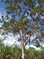 Millettieae