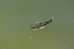 Tetractenos hamiltoni