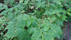 Vaccinium ovalifolium