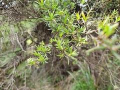 Kunzea ericoides