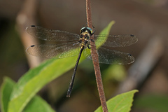 Micromidia atrifrons