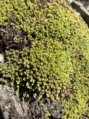 Baccharis caespitosa