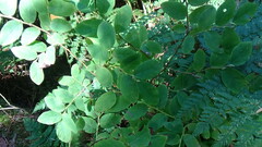 Vaccinium ovalifolium