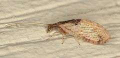 Micromus sjostedti