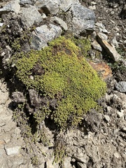 Baccharis caespitosa