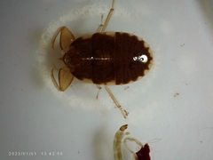 Naucoridae