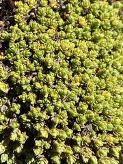 Baccharis caespitosa