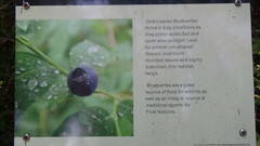 Vaccinium ovalifolium