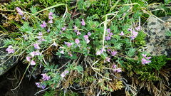 Astragalus vexilliflexus