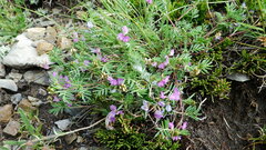 Astragalus vexilliflexus