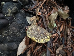 Xerocomellus diffractus