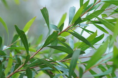 Hakea salicifolia