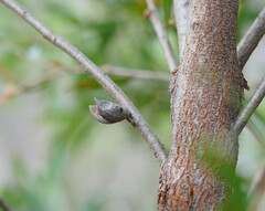 Hakea salicifolia