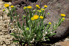 Erigeron aphanactis aphanactis