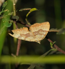 Chrysolarentia correlata