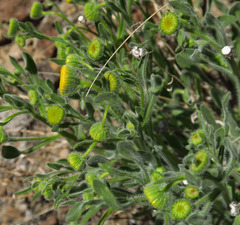 Erigeron aphanactis aphanactis