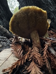 Xerocomellus diffractus