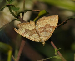 Chrysolarentia correlata