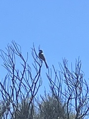 Anthochaera chrysoptera