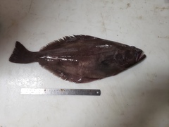 Reinhardtius hippoglossoides