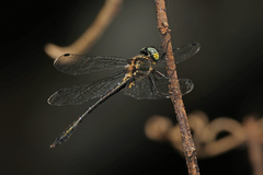 Micromidia atrifrons