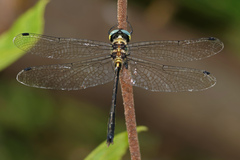 Micromidia atrifrons