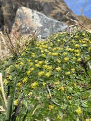 Azorella multifida