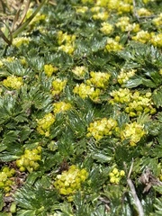 Azorella multifida