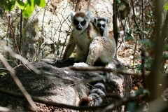 Lemur catta