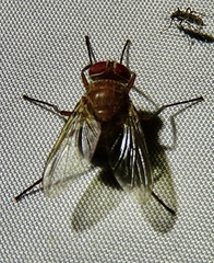 Ormiophasia