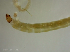 Orthocladiinae
