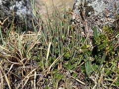 Ephedra americana