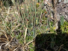 Ephedra americana