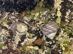 Austrocochlea constricta