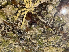 Austrocochlea constricta