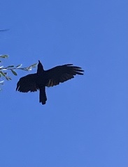 Corvus coronoides