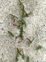 Euphorbia polygonifolia