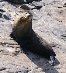 Arctocephalus tropicalis