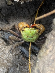 Parasesarma erythodactylum