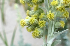 Artemisia stelleriana