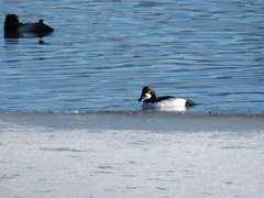 Bucephala