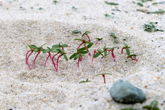 Euphorbia polygonifolia