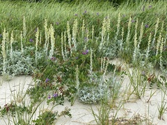 Artemisia stelleriana
