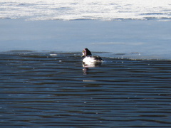 Bucephala