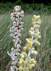Artemisia stelleriana