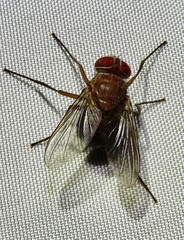 Ormiophasia