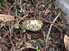 Xerocomellus diffractus