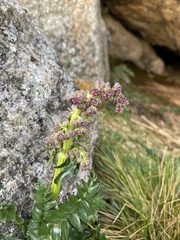 Valeriana micropterina