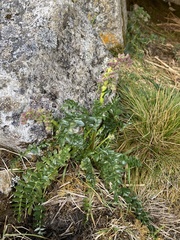 Valeriana micropterina