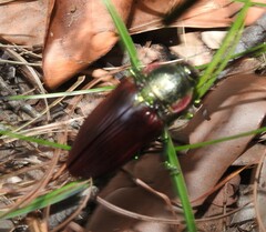 Temognatha variabilis